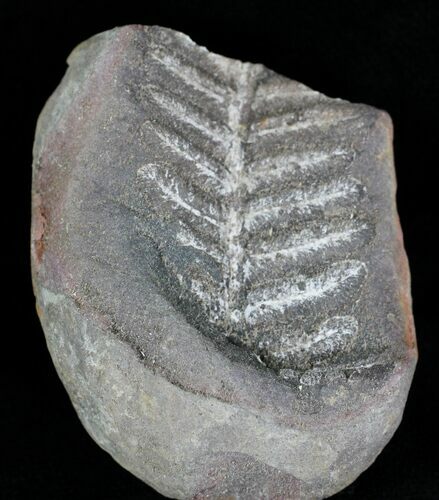 Million Year Old Fern Fossil - Illinois #21426